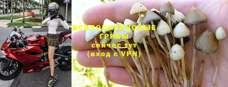 KRAKEN ссылки  Бирюсинск  Псилоцибиновые грибы Psilocybine cubensis 